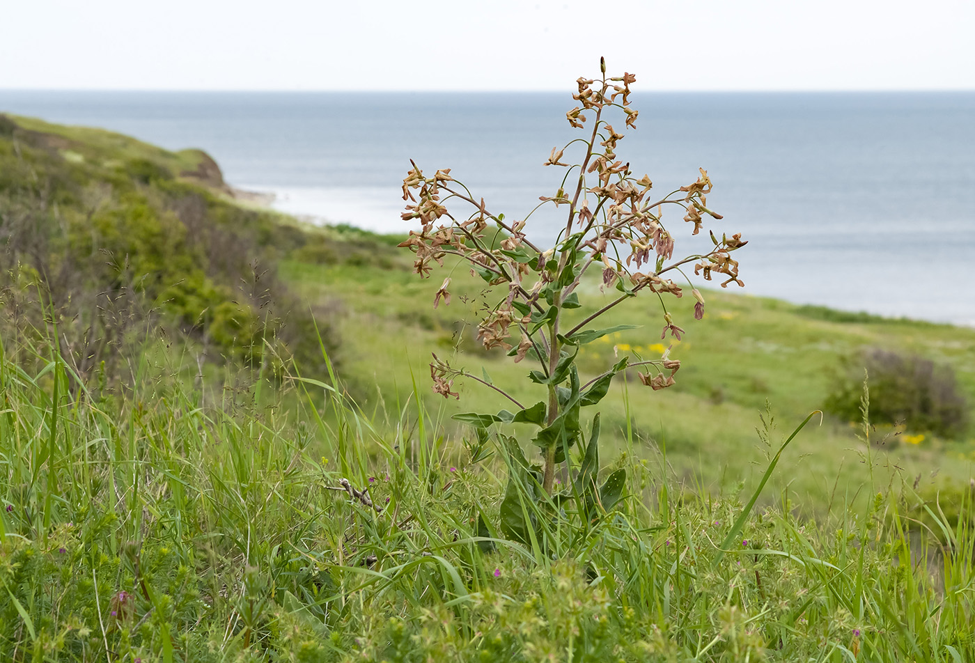 Image of Hesperis tristis specimen.