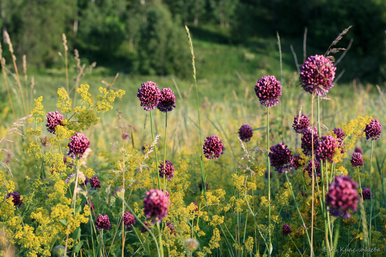 Image of Allium rotundum specimen.