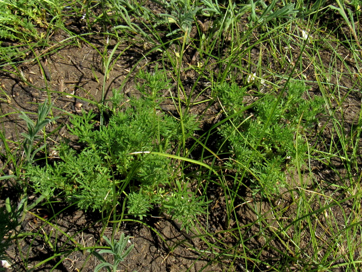 Image of Artemisia martjanovii specimen.