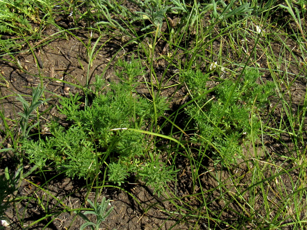 Изображение особи Artemisia martjanovii.