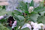 Phytolacca acinosa