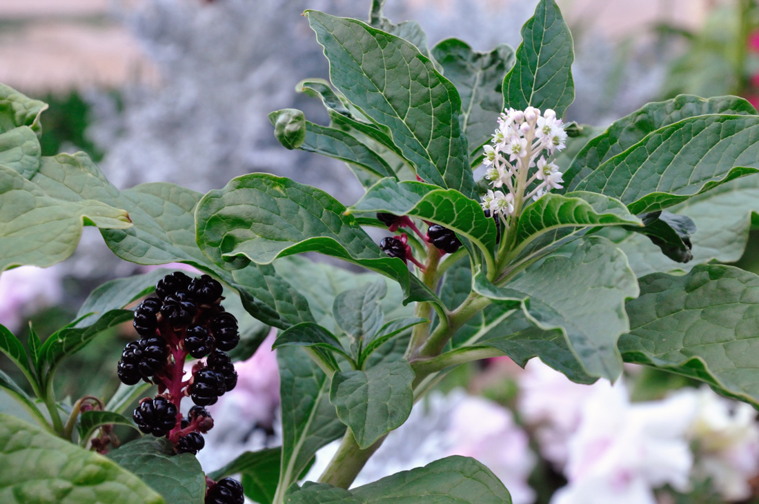 Image of Phytolacca acinosa specimen.