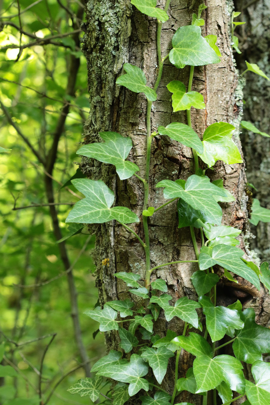 Image of Hedera helix specimen.