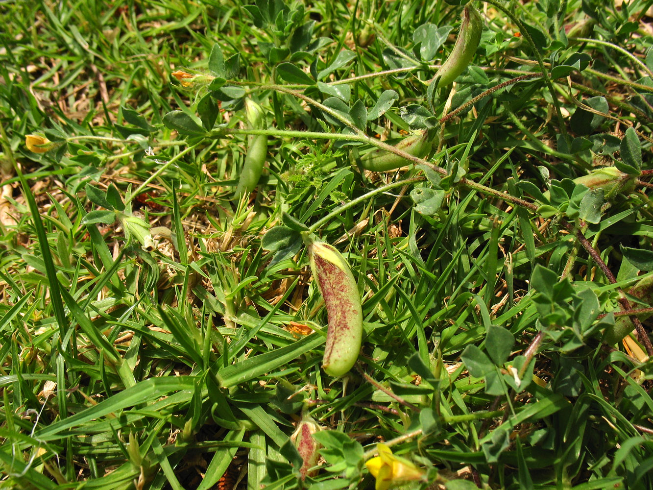 Image of Lotus edulis specimen.