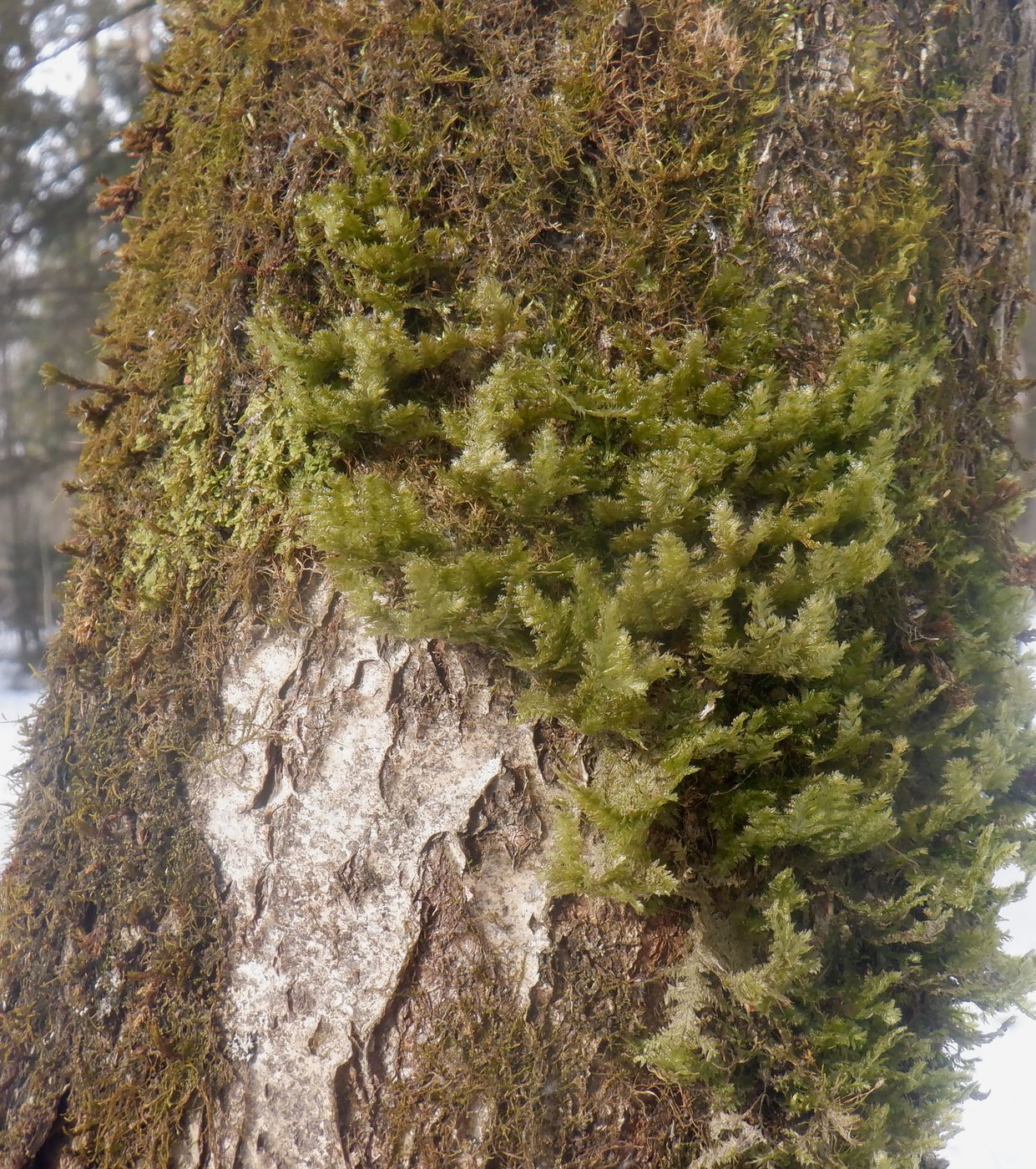 Image of Neckera pennata specimen.