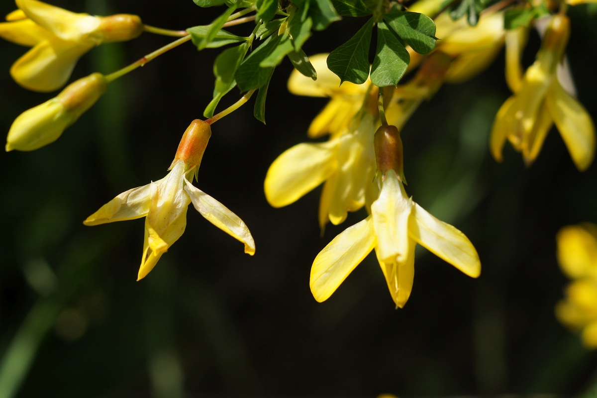 Image of Caragana frutex specimen.