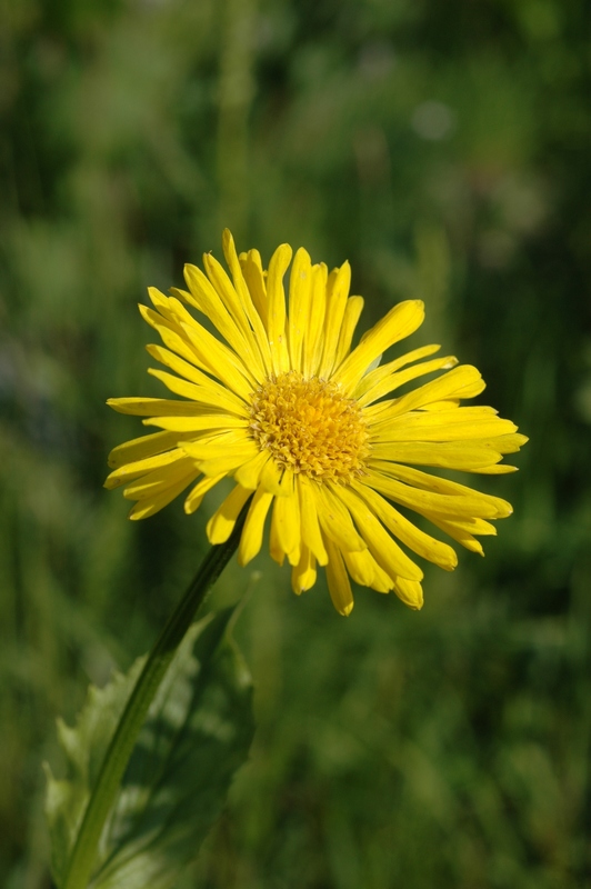 Image of Doronicum altaicum specimen.