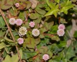 Persicaria capitata