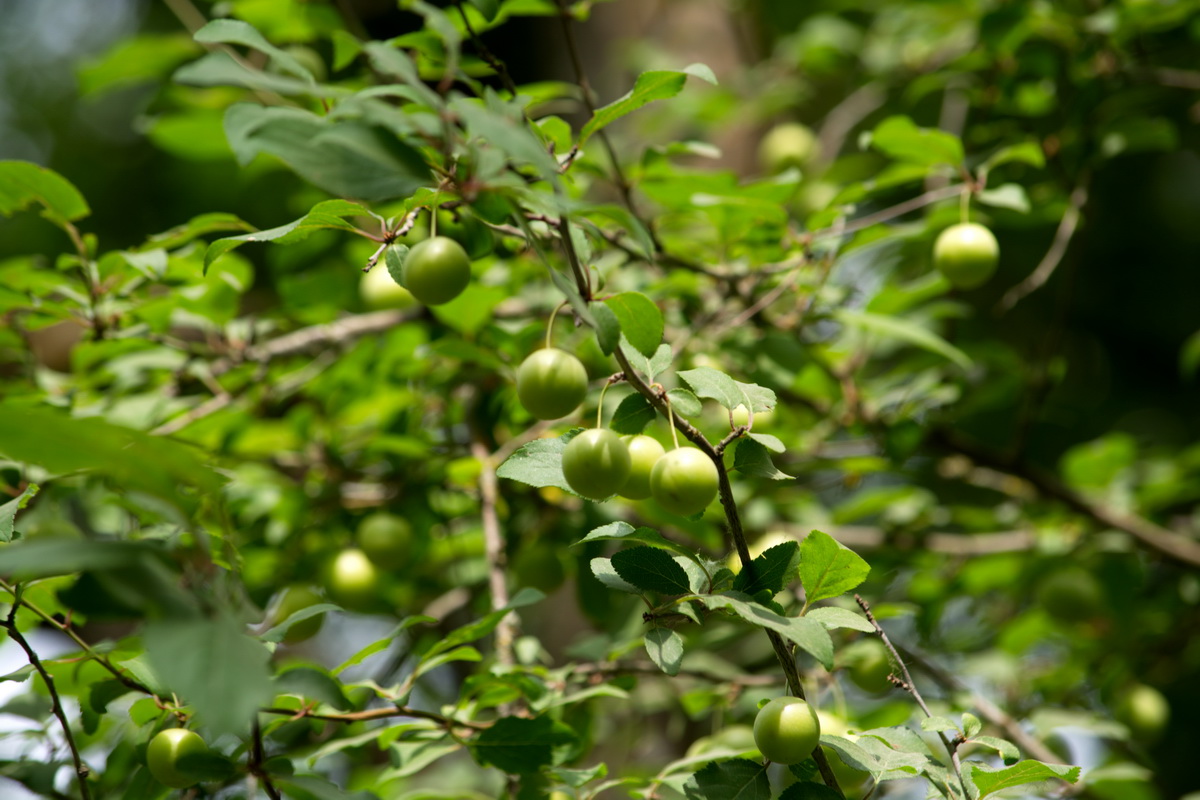 Image of Prunus cerasifera specimen.