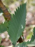 Melianthus major