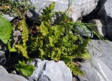 Woodsia ilvensis