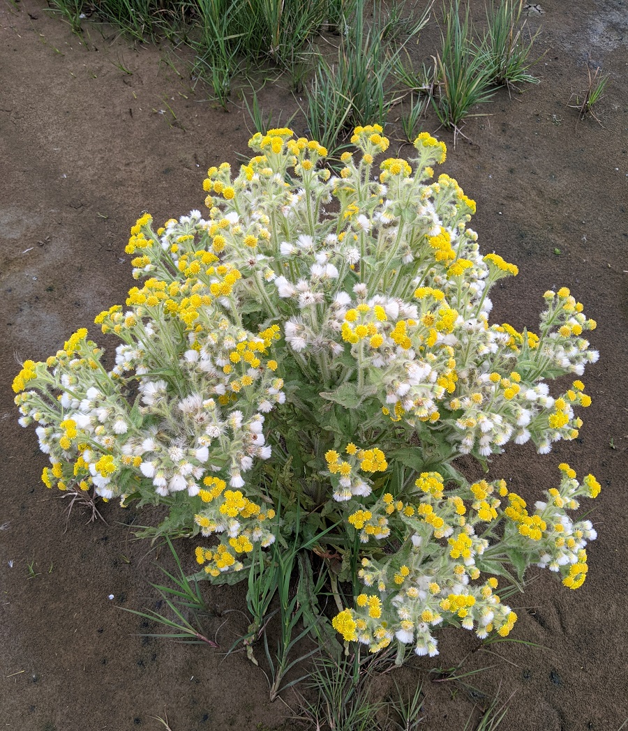 Изображение особи Tephroseris palustris.