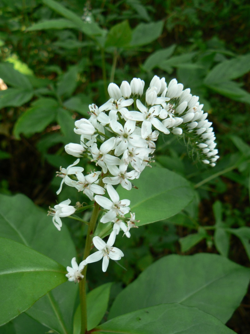 Изображение особи Lysimachia clethroides.