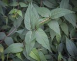 Diervilla sessilifolia