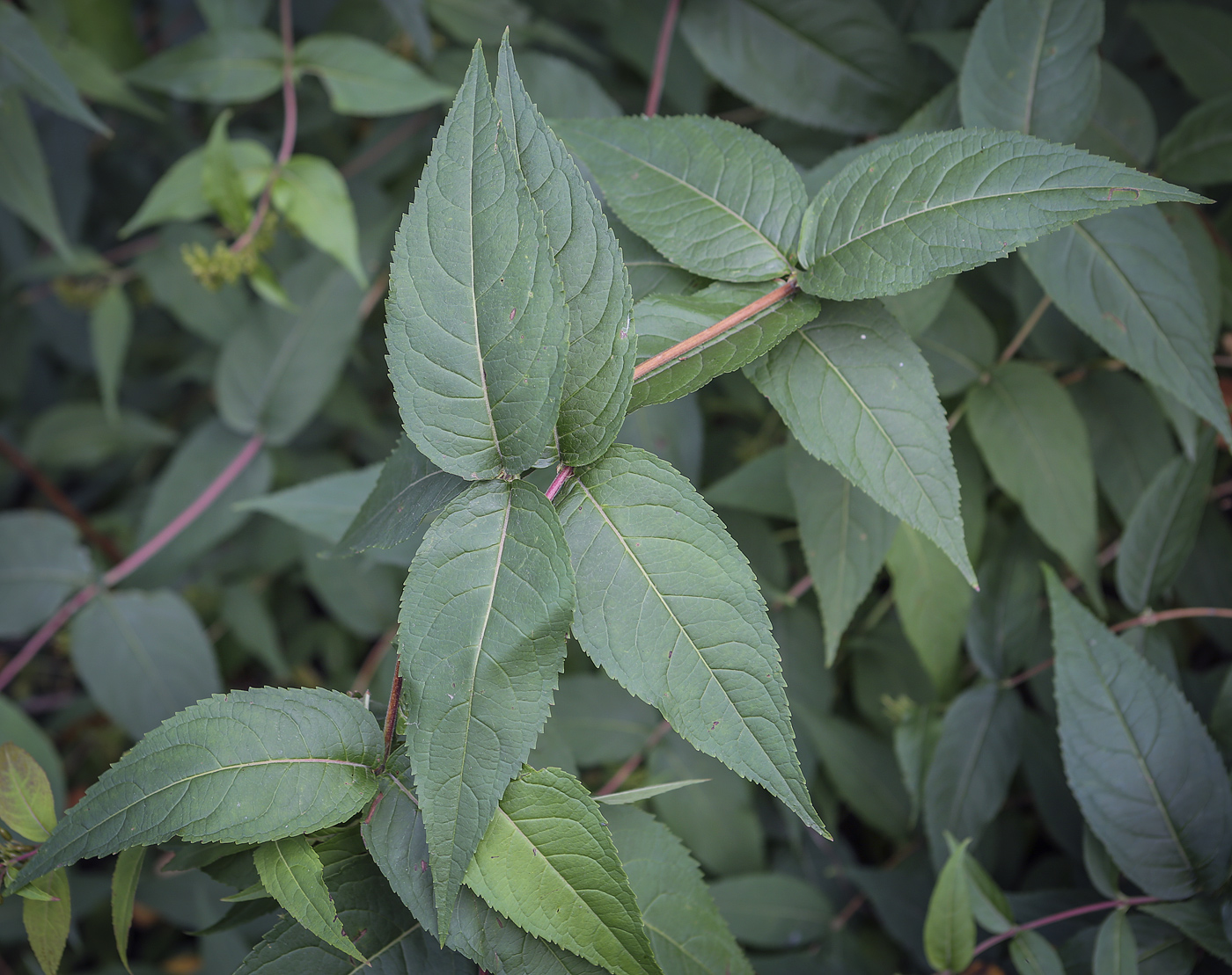 Image of Diervilla sessilifolia specimen.