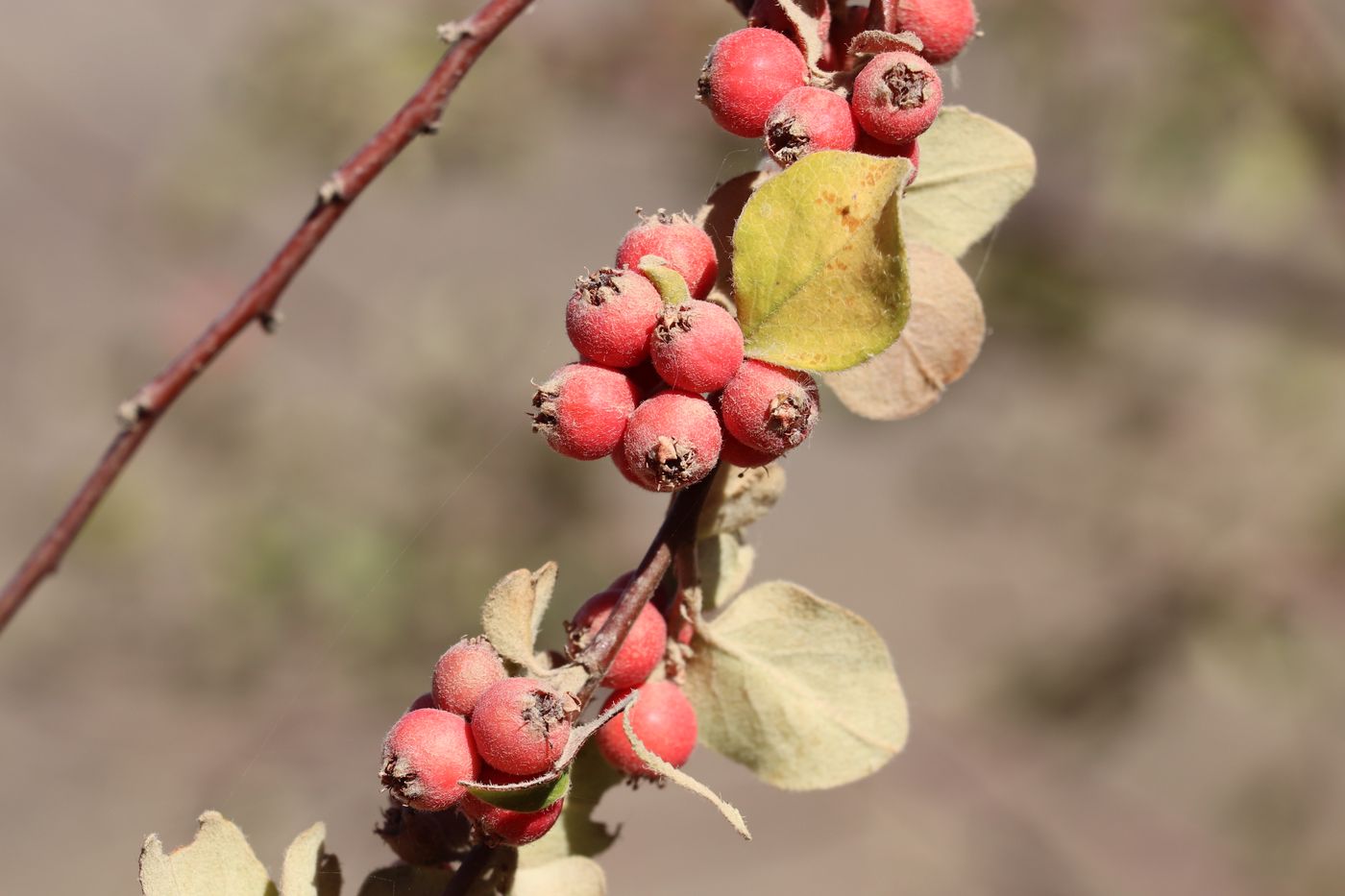 Image of Cotoneaster oliganthus specimen.