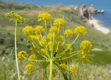 Pastinaca clausii. Верхушка побега с соцветием и промышляющими жуками. Крым, Керченский п-ов, Ленинский р-н, окр с. Осовины, мыс Орёл, приморский склон, неглубокая балка. 28.05.2021.