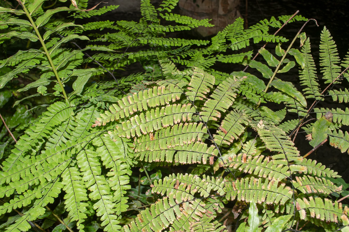 Image of genus Adiantum specimen.