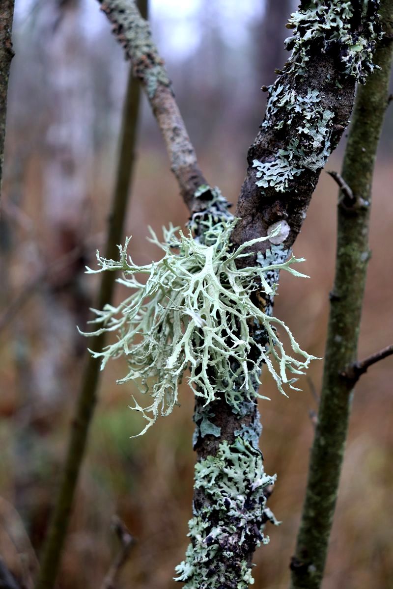 Изображение особи Evernia prunastri.