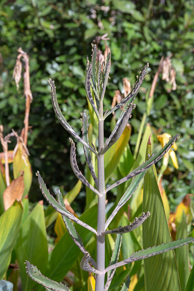 Image of Kalanchoe &times; houghtonii specimen.