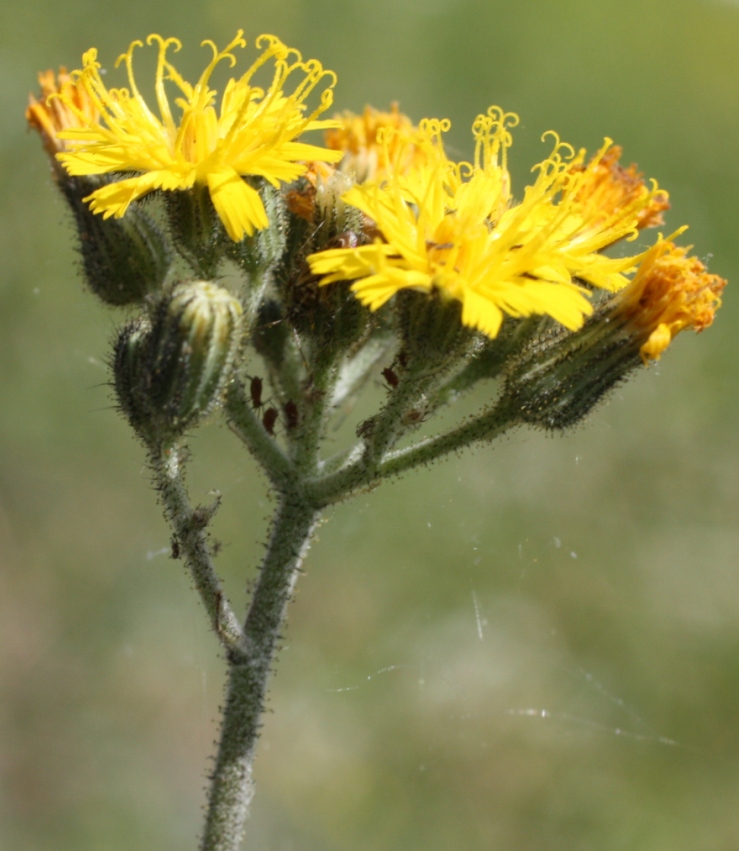 Image of Pilosella &times; dubia specimen.