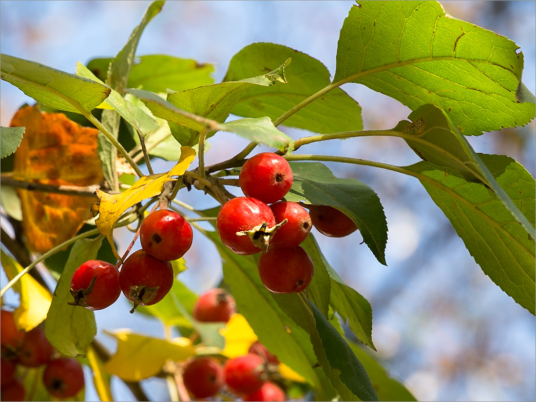 Изображение особи род Malus.