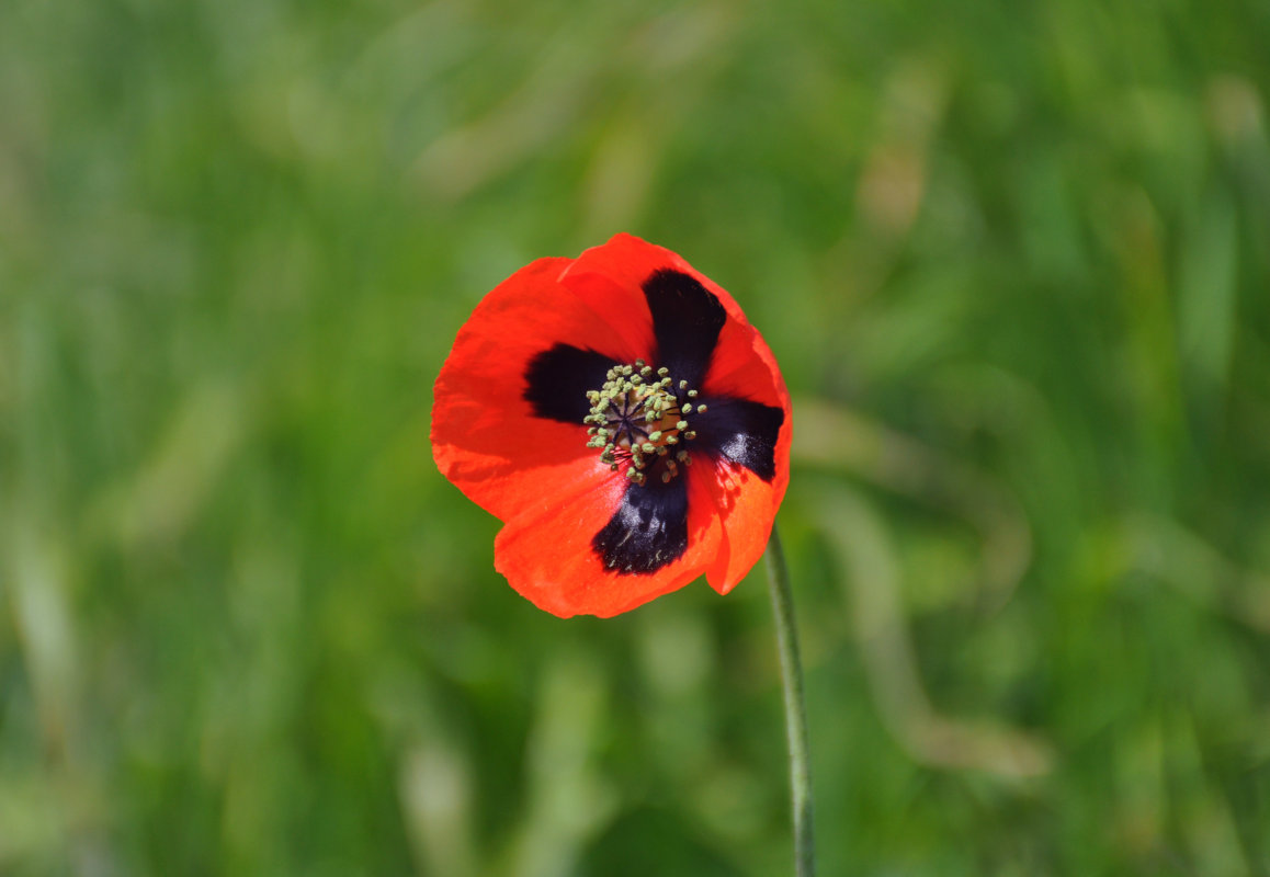 Изображение особи Papaver stevenianum.