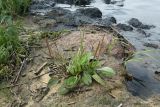 Plantago winteri. Цветущие и плодоносящие растения. Ленинградская обл., Кингисеппский р-н, окр. дер. Урмизно, берег Финского залива, заваленный водорослями валунно-песчаный пляж. 22.08.2021.