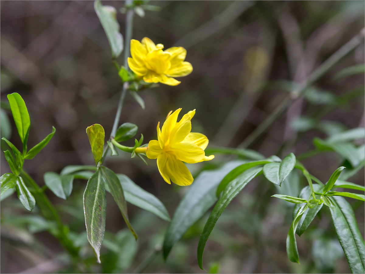 Image of Jasminum mesnyi specimen.