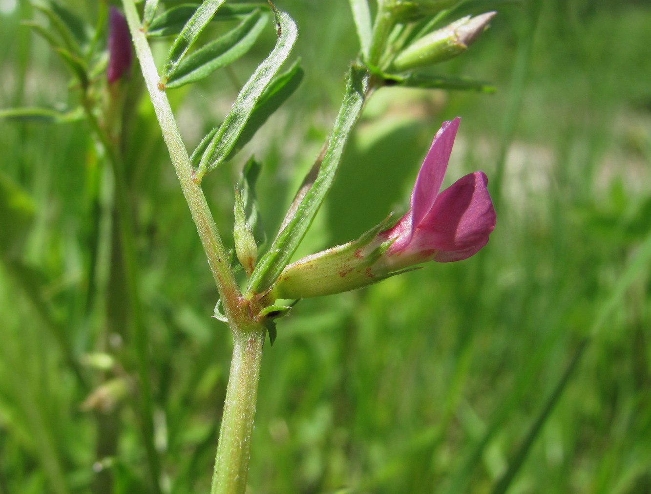 Image of Vicia angustifolia specimen.