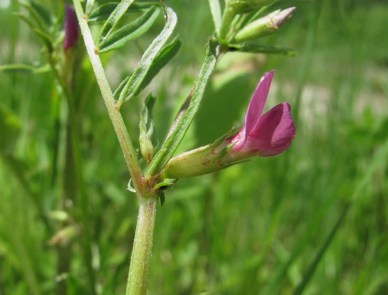 Изображение особи Vicia angustifolia.