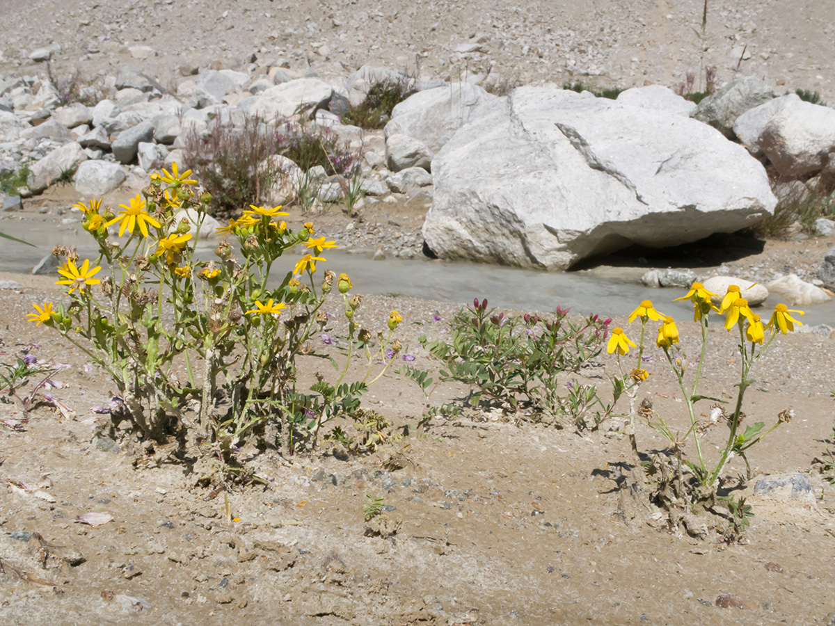 Image of Senecio sosnovskyi specimen.