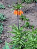 Fritillaria imperialis. Цветущее растение. Ульяновск, Заволжский р-н, клумба у жилого дома. 27.04.2022.