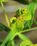 Euphorbia leoncroizatii