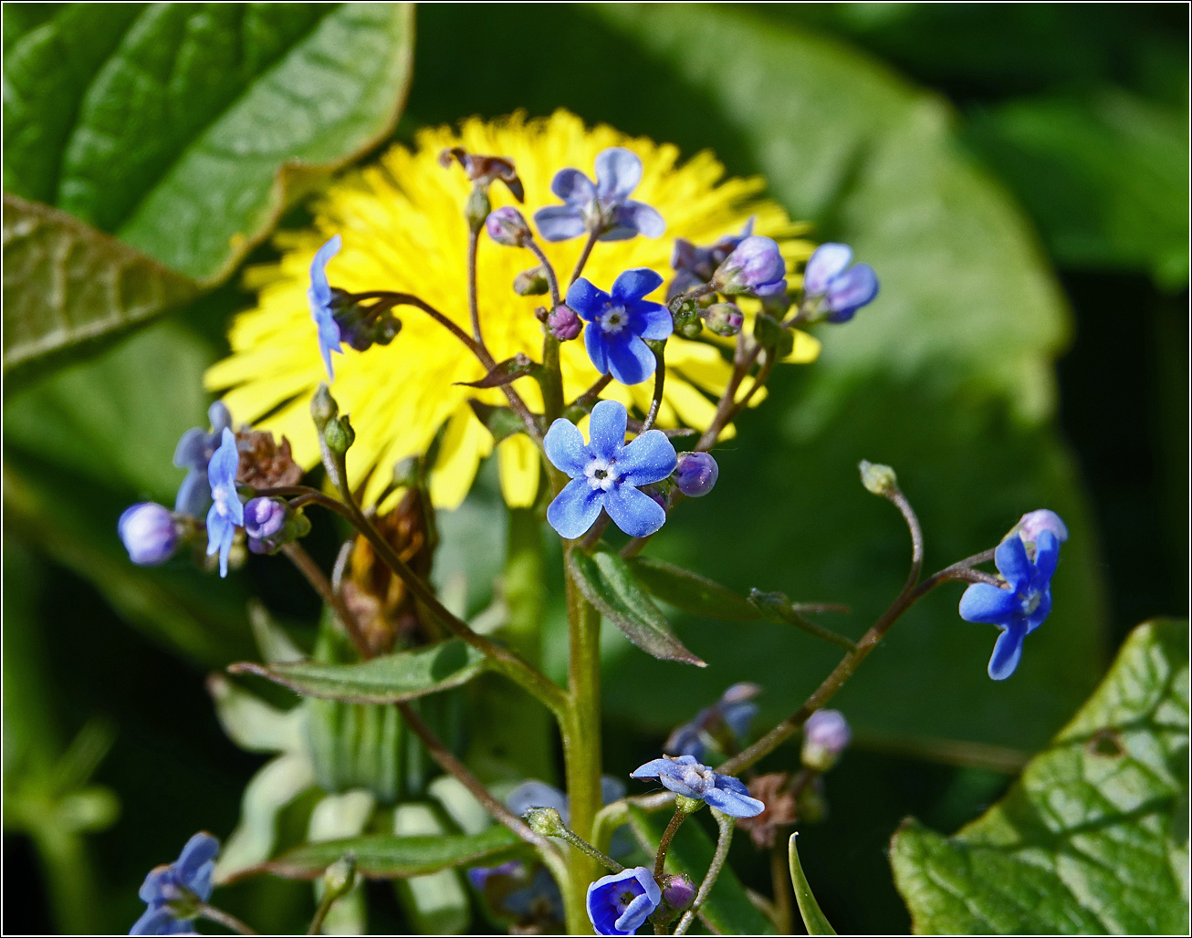 Image of Brunnera sibirica specimen.