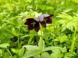 Fritillaria camschatcensis