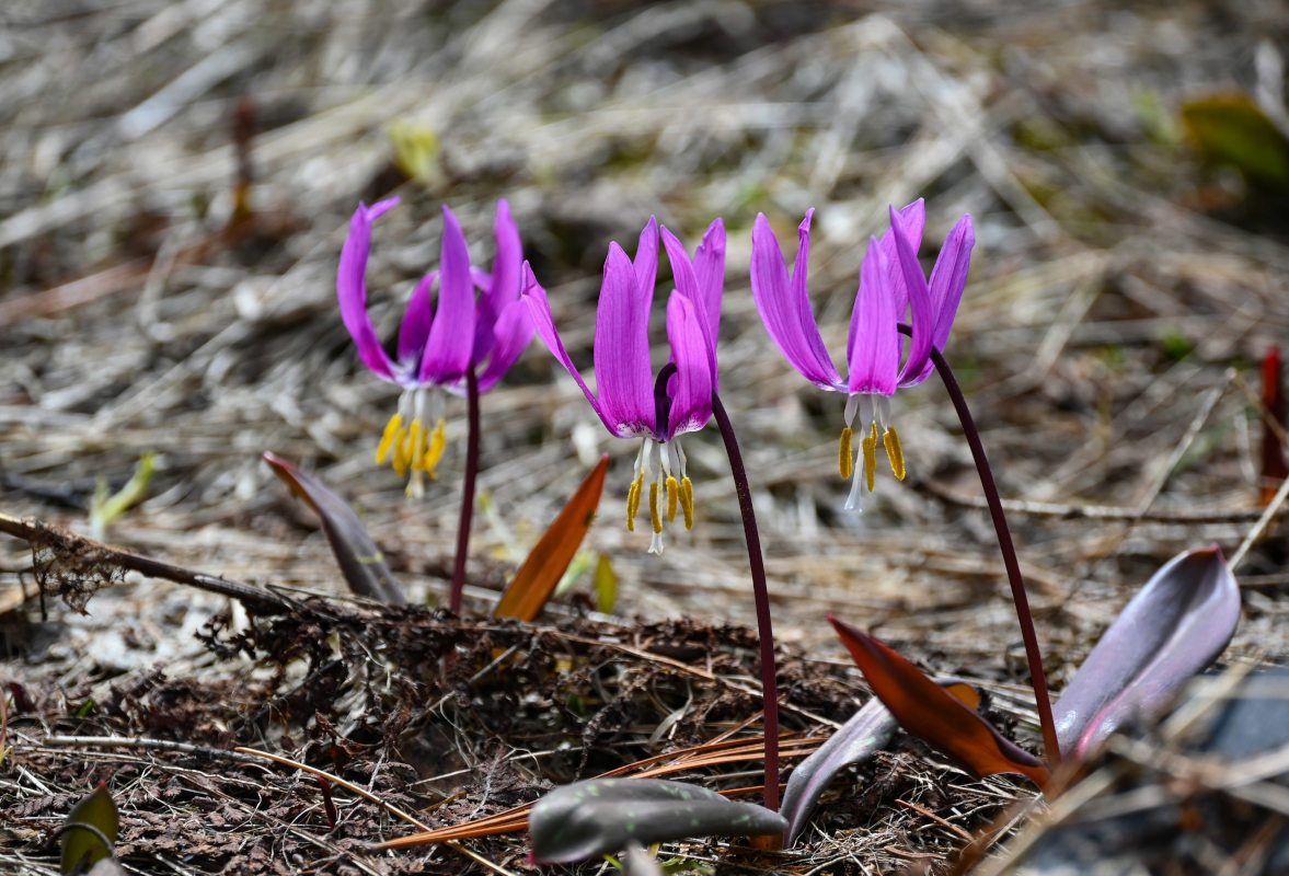 Изображение особи Erythronium sibiricum.