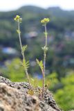 Potentilla conferta