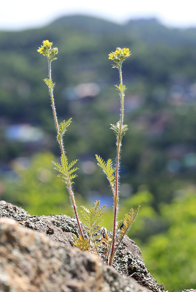 Изображение особи Potentilla conferta.