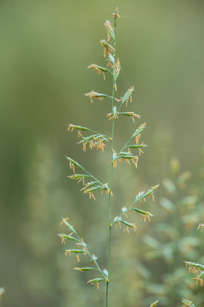 Изображение особи род Festuca.