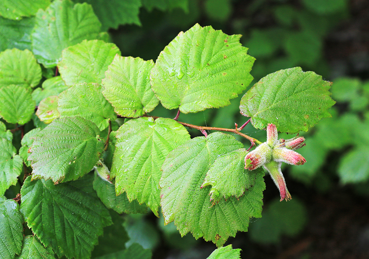 Image of Corylus mandshurica specimen.