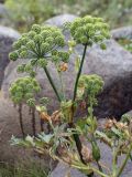 Archangelica officinalis