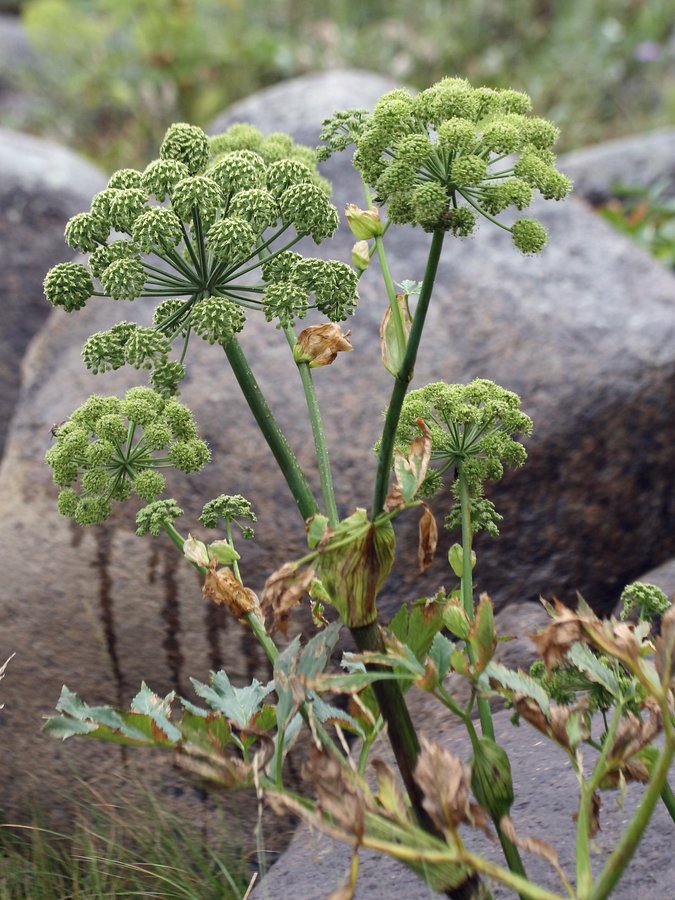 Изображение особи Archangelica officinalis.