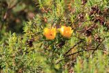 genus Hypericum. Ветвь с цветками. Эфиопия, провинция Бале, аураджа Фасиль, национальный парк \"Горы Бале\". 25.12.2014.