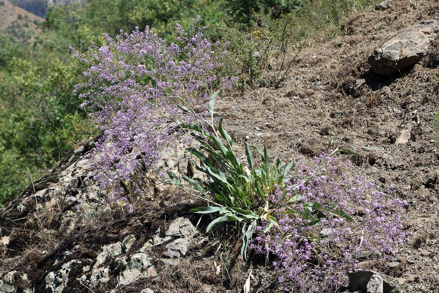 Image of Stroganowia paniculata specimen.