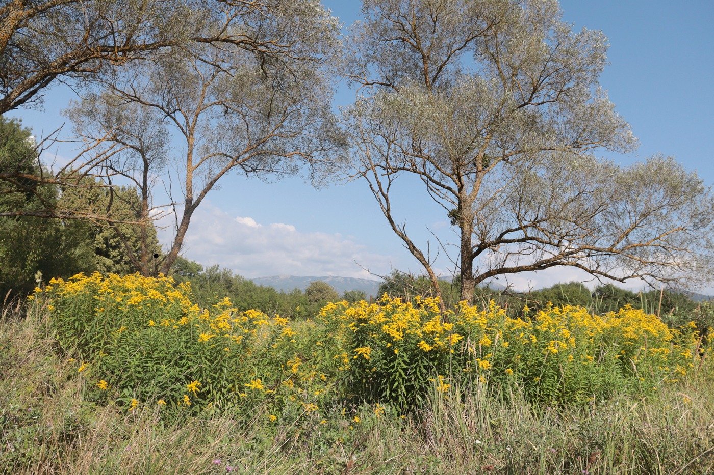 Изображение особи Solidago gigantea.