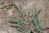 Euphorbia prostrata