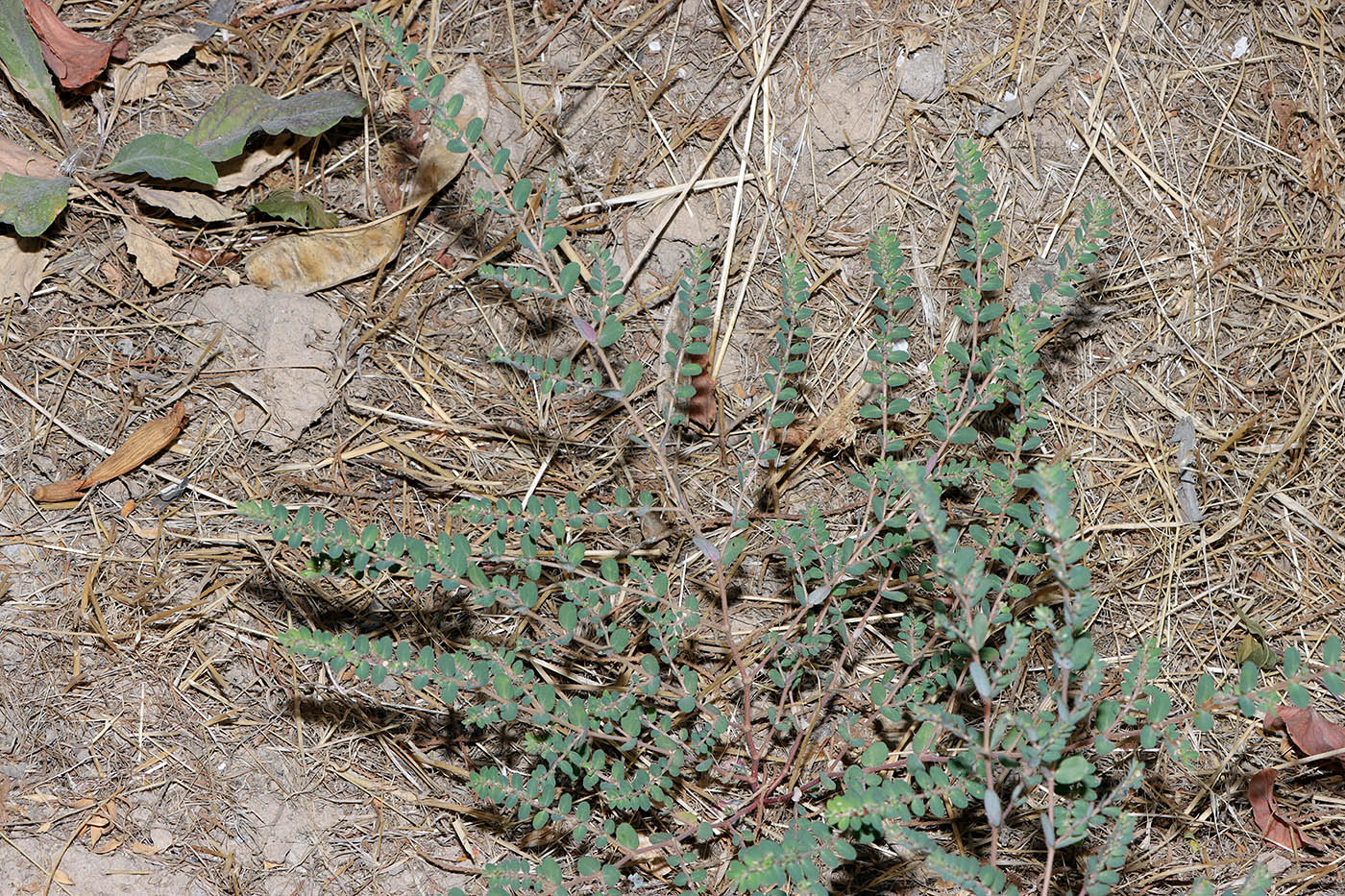 Изображение особи Euphorbia prostrata.