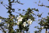 род Hibiscus. Ветвь с цветками. Непал, провинция Лумбини-Прадеш, р-н Рупандехи, г. Лумбини. 22.11.2017.