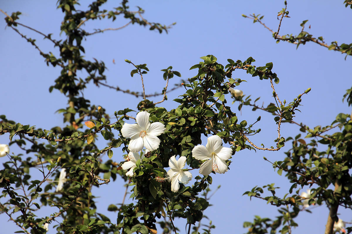 Image of genus Hibiscus specimen.